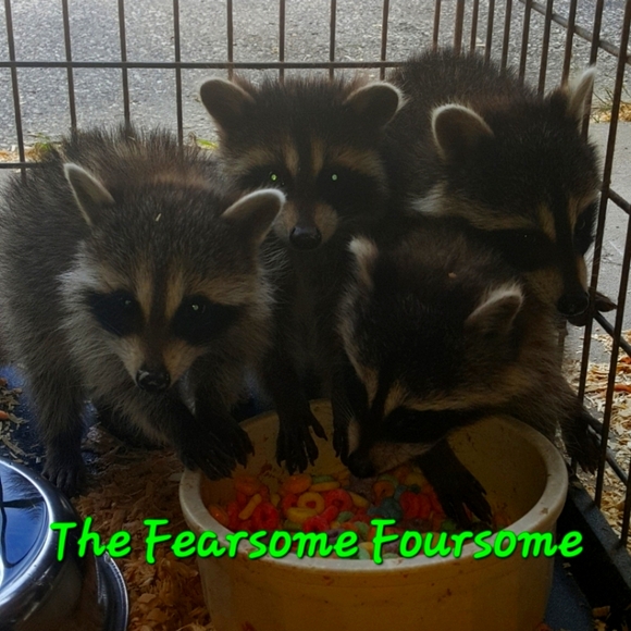 🌞1/31 Please See Update In Comments Gang! 🫶Happy Groundhogs Day! - Picture 13 of 16